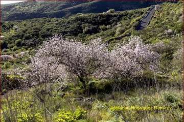Manto de tonos blancos y rosas en Gran Canaria (Reportaje gráfico de Ildefonso Rodríguez)